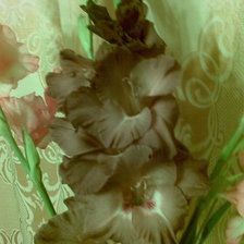 Схема вышивки «Гладиолусы»