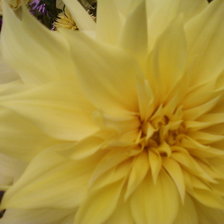 Схема вышивки «георгин»