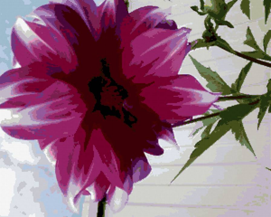 георгин - цветы - предпросмотр