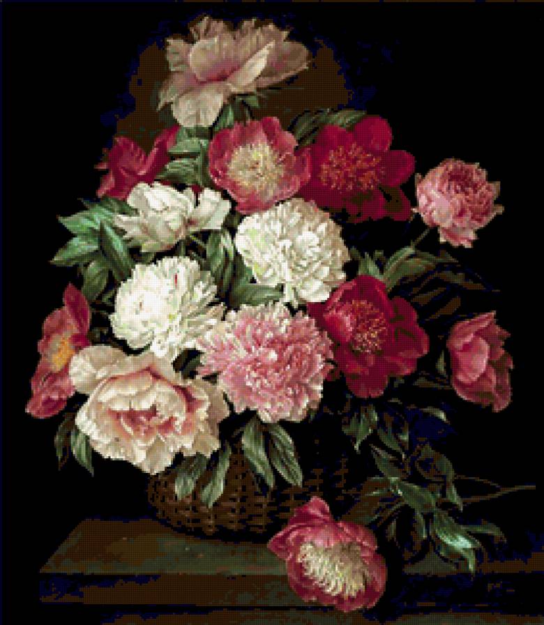 пионы - цветы - предпросмотр