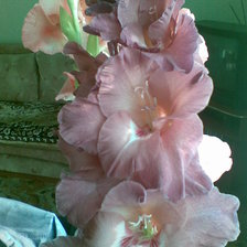 Схема вышивки «гладиолусы»