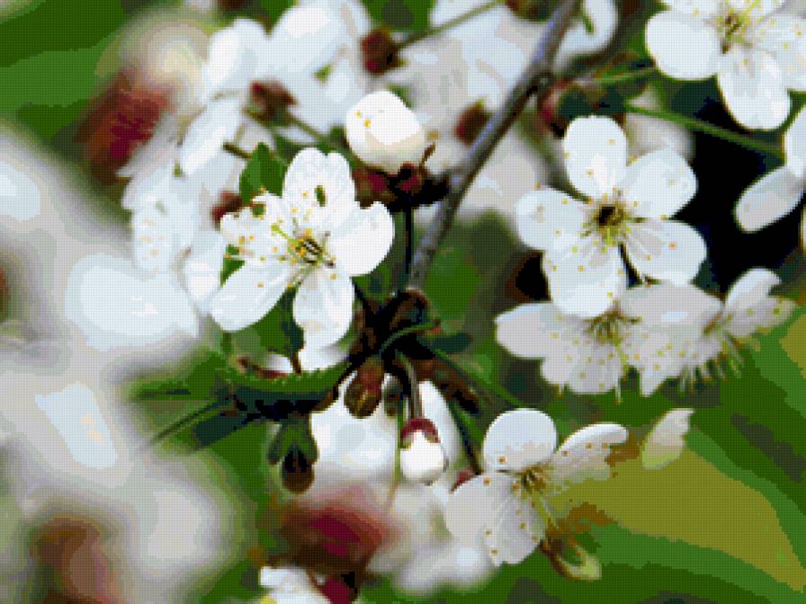 Вишня в цвету - предпросмотр