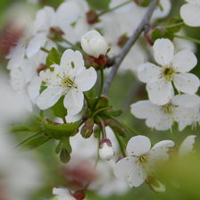 Вишня в цвету