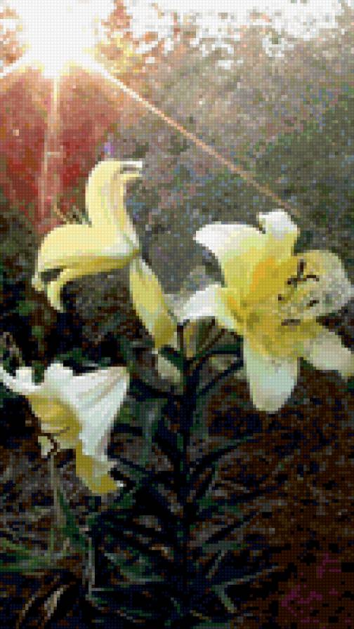 лилии - цветы - предпросмотр