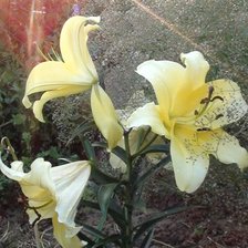 Схема вышивки «лилии»