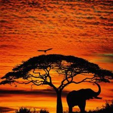 Схема вышивки «Африка»