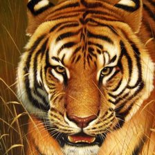 Схема вышивки «тигр»