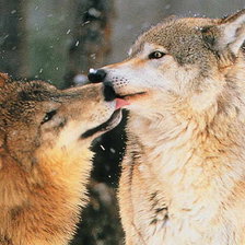 Схема вышивки «волки»