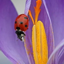 Схема вышивки «БОЖЬЯ КОРОВКА»