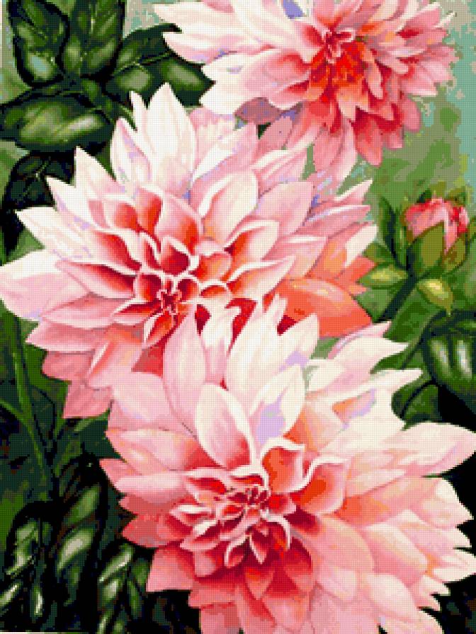 Георгины - флора, георгины, лето, нежные лепестки, панно, цветы, георгин - предпросмотр