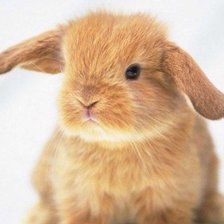 Схема вышивки «Кроличек»