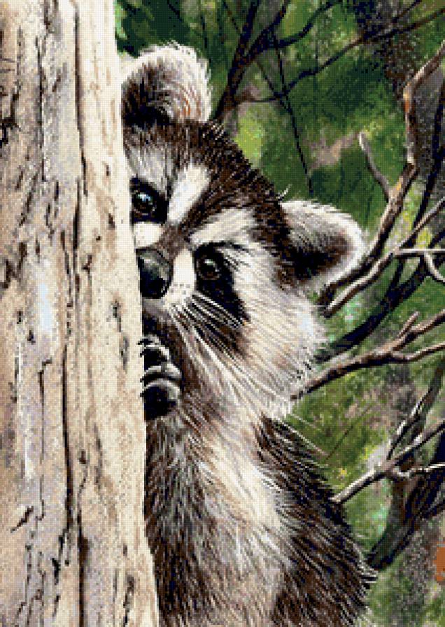 Енот - енот, еноты, природа, зверушки, дерево, лес, животные - предпросмотр