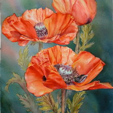 Схема вышивки «маки»