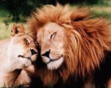 Схема вышивки «Пушистая нежность»