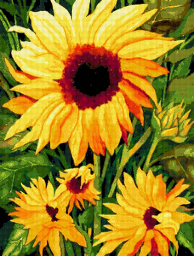 Подсолнух - полевые цветы, солнышко, лето, подсолнухи, цветы, подсолнух - предпросмотр