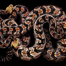 Схема вышивки «Гремучие змеи.»