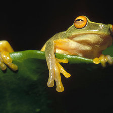 Схема вышивки «Лягушка на листочке.»