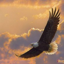 Схема вышивки «Орел.»