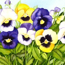 Схема вышивки «Анютины глазки»