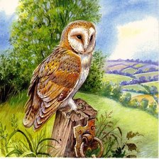 Схема вышивки «Сова»