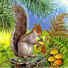 Схема вышивки «Белка»