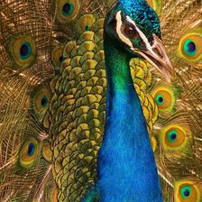 Схема вышивки «павлины»