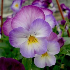 Схема вышивки «Анютины глазки»