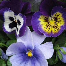 Схема вышивки «Анютины глазки»