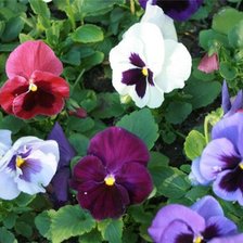 Схема вышивки «Анютины глазки»