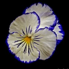 Схема вышивки «Анютины глазки»