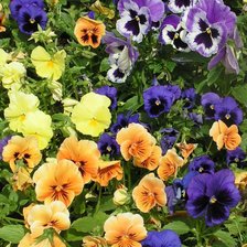 Схема вышивки «Анютины глазки»