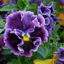 Схема вышивки «Анютины глазки»