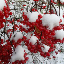 Схема вышивки «№194751»