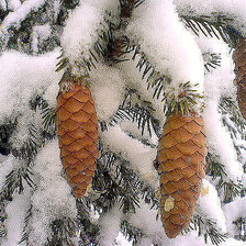 Схема вышивки «№194755»