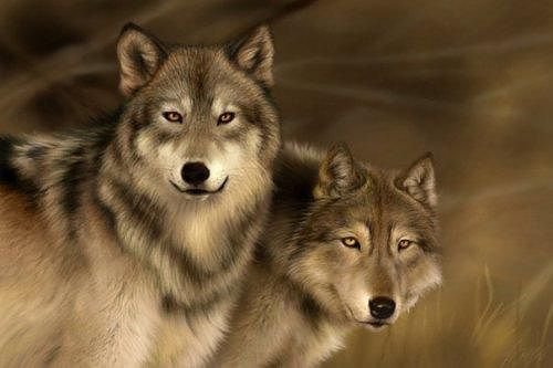 Пара волков - животные, волки - оригинал