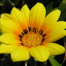 Схема вышивки «цветок»