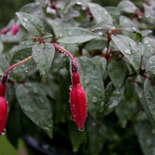 Схема вышивки «фуксия»