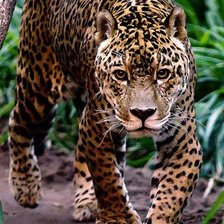 Схема вышивки «№194867»