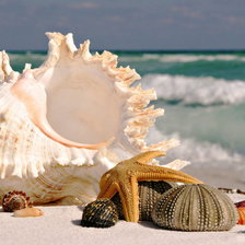 Схема вышивки «ракушки»