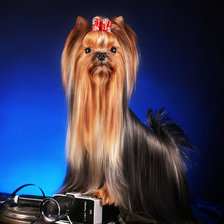 Схема вышивки «Тая»