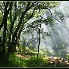 Схема вышивки «лес»