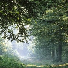 Схема вышивки «лес»