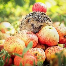 Схема вышивки «еж»