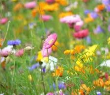 Схема вышивки «полевые цветы»