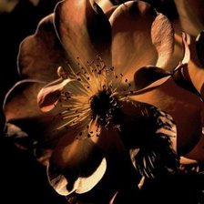 Схема вышивки «№195501»