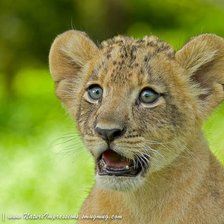 Схема вышивки «№195597»