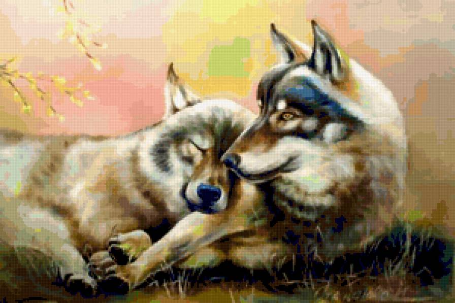 пара - хищник, животные, волки, волк - предпросмотр