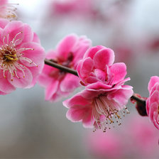 Схема вышивки «Ветка сакуры»