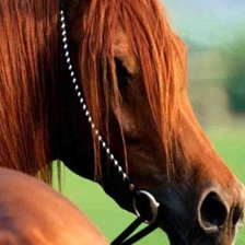 Схема вышивки «Лошадиный взгляд»