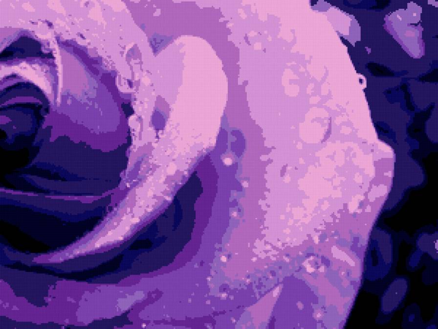 роза - роза, цветы - предпросмотр